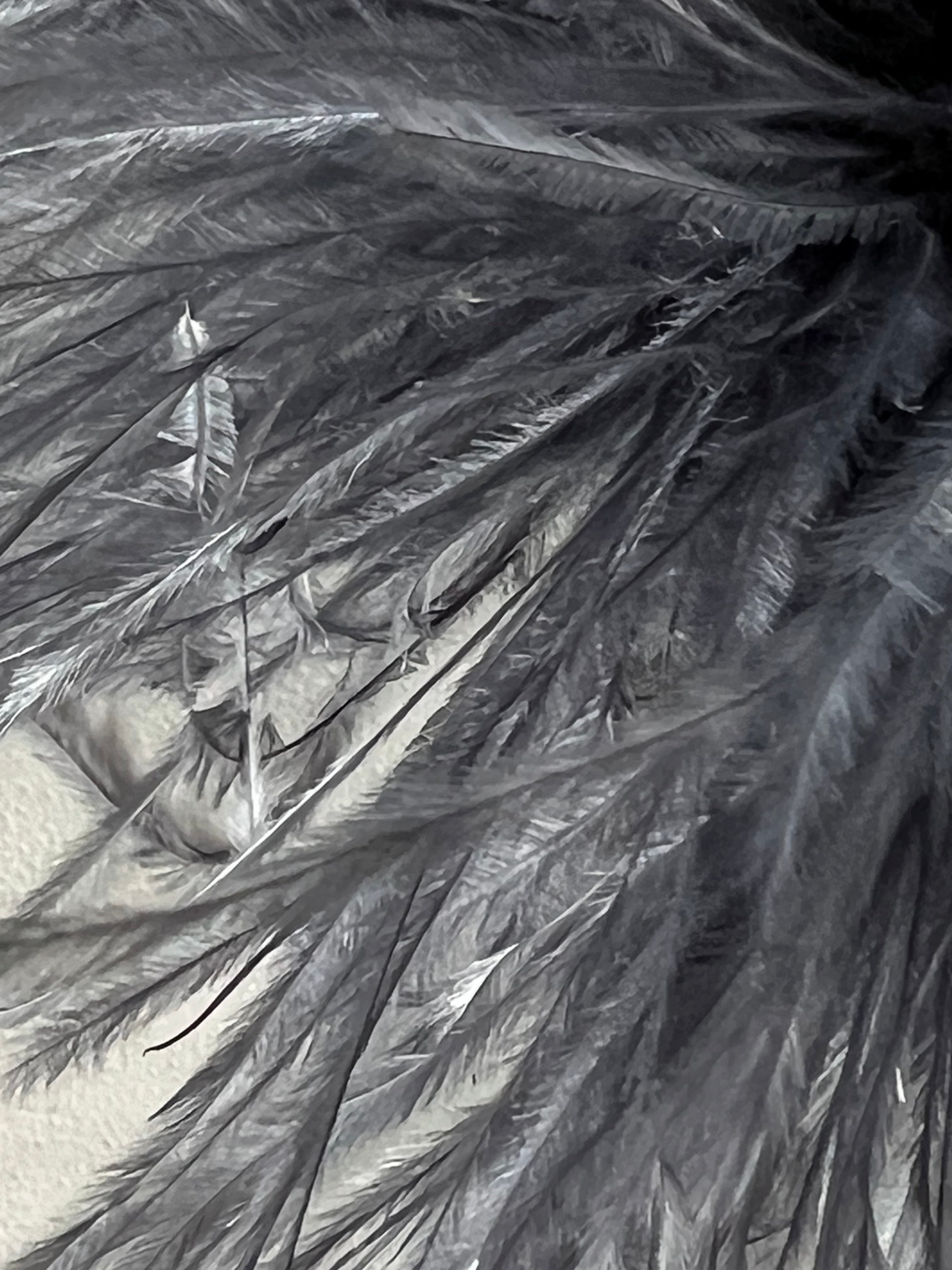 NEW Straußenfederblume