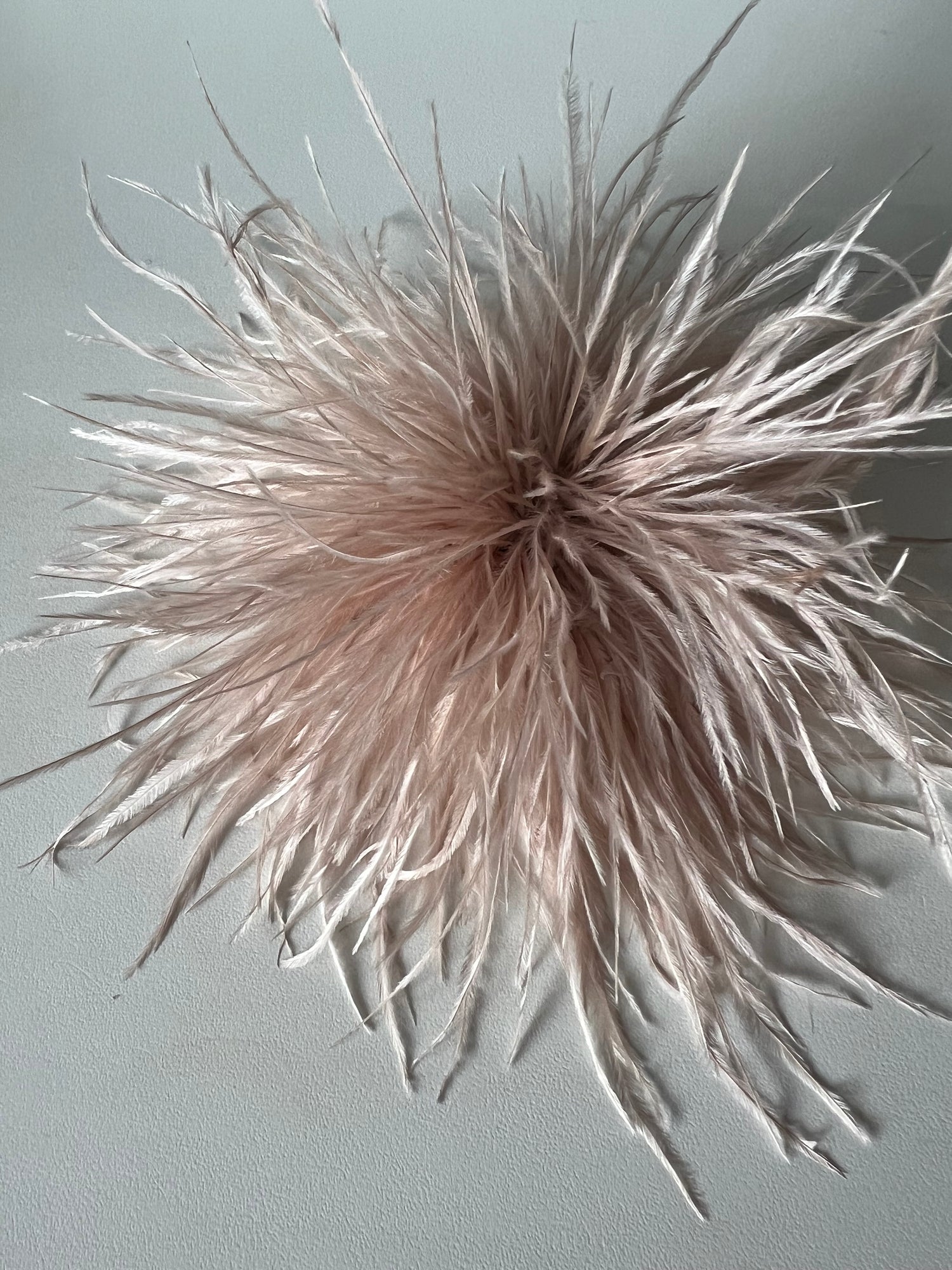 NEW Straußenfederblume