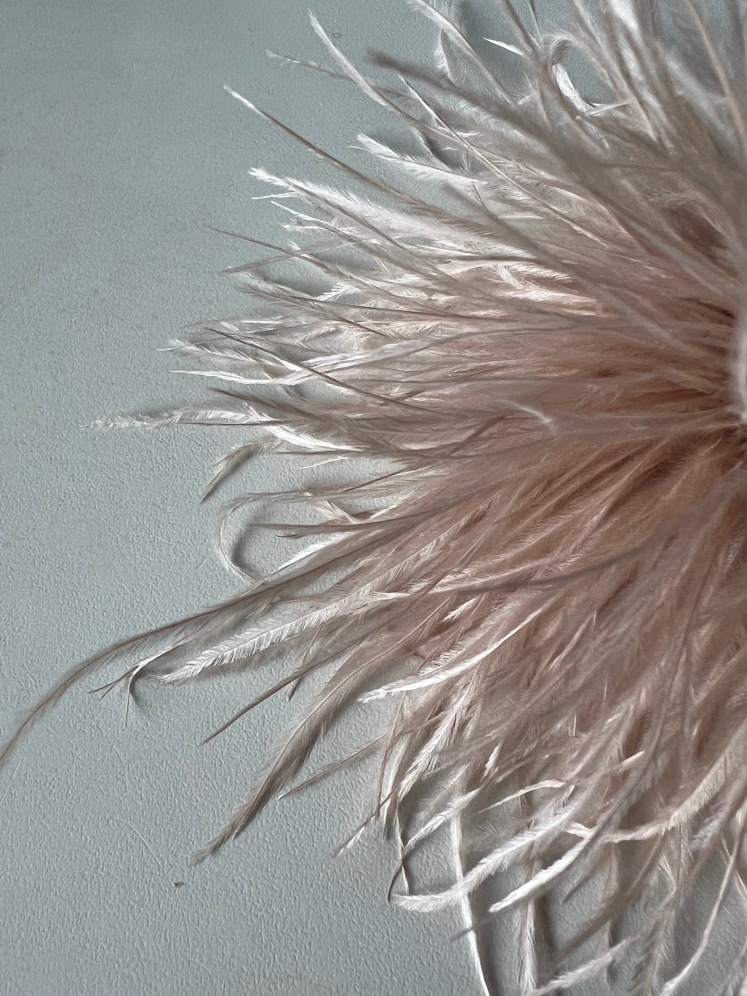 NEW Straußenfederblume