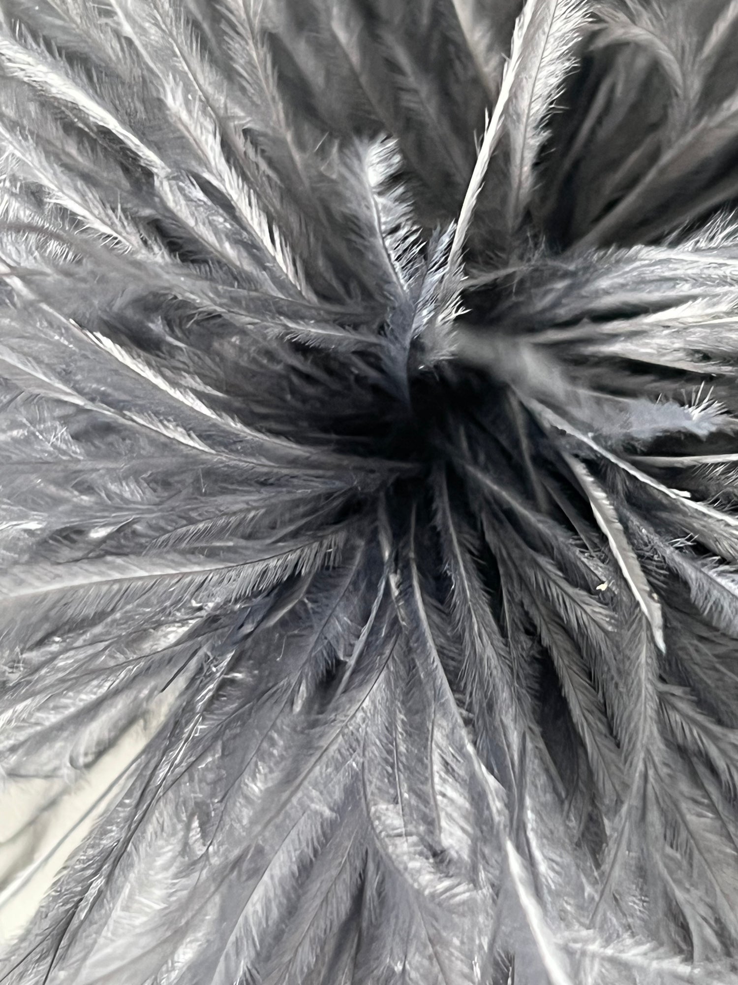 NEW Straußenfederblume